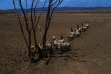 Sheep on a parched lake floor. Burrendong Dam is down to 1.6 per cent.